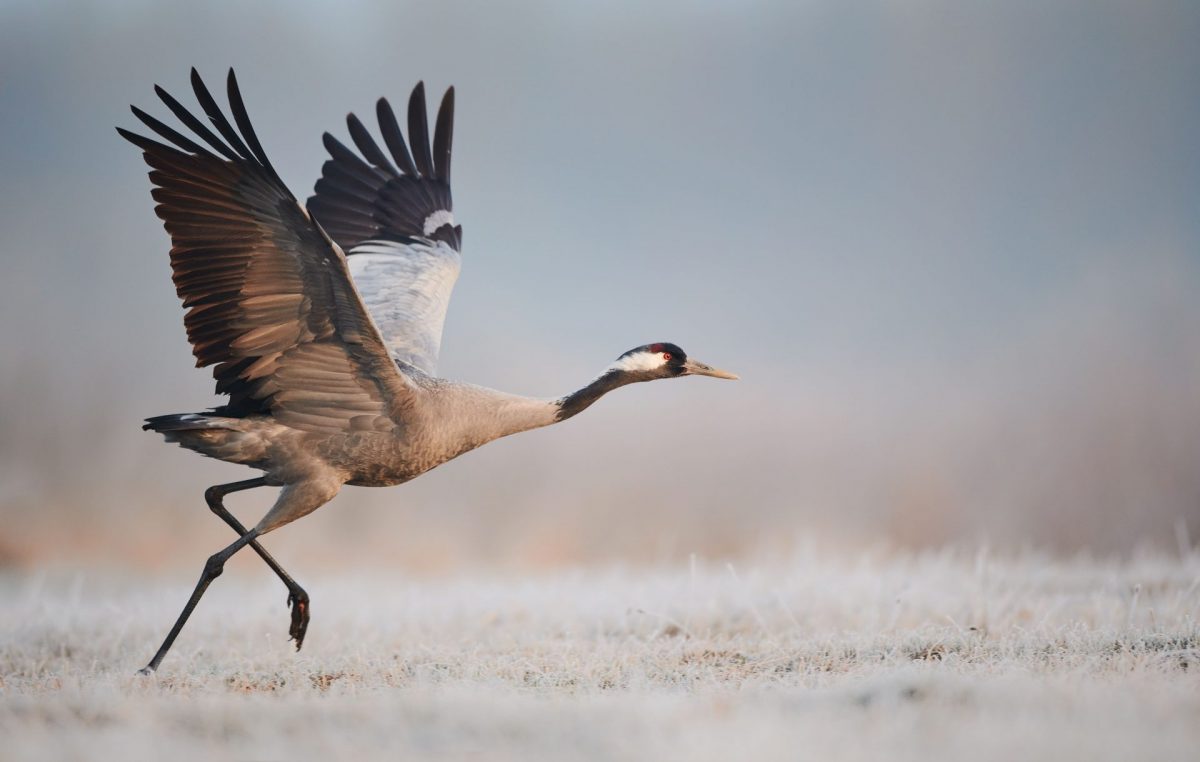 Grues cendrées en Gironde