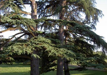 Rendez-vous aux jardins : Château Pierrail