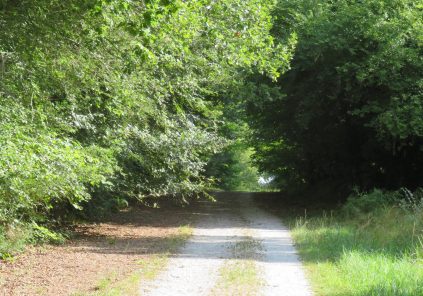 Balade à roulettes – Isaac, forêt de Saint Médard en Jalles