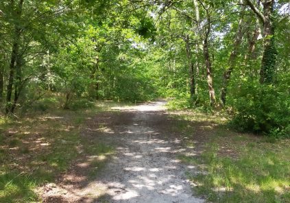 Balade à roulettes – Corbiac, forêt de Saint Médard en Jalles (2)