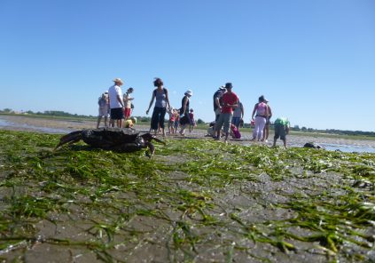 Les trésors cachés à marée basse