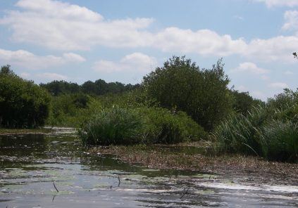 Rives Est du lac d’Hourtin